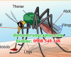 Phun thuốc diệt muỗi tại quận 2 giá rẻ Phun thuốc diệt muỗi tại quận 2 giá rẻ