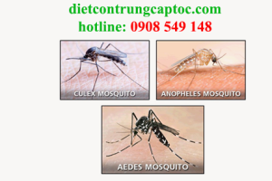 Phun thuốc diệt muỗi tại quận 3 giá rẻ