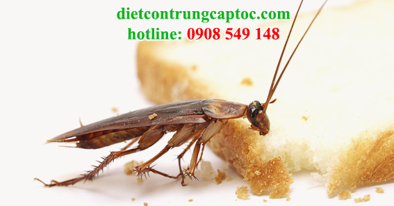 dịch vụ diệt gián tận nơi giá rẻ