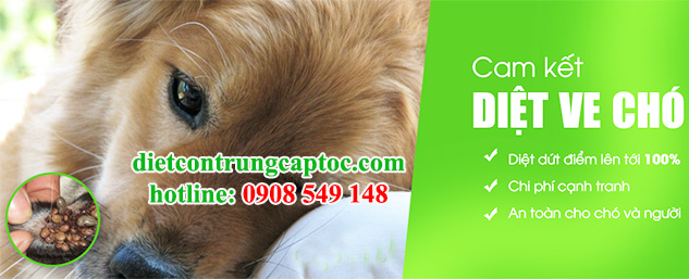 dịch vụ diệt ve chó tận nơi giá rẻ