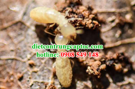 diệt mối mọt tại nhà chuyên nghiệp