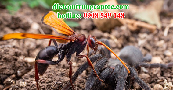 kiểm soát ong giá rẻ tại nhà