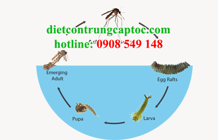 phun thuốc diệt muỗi tại quận 1 giá rẻ