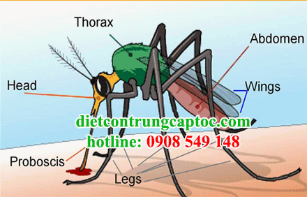 phun thuốc diệt muỗi tại quận 2 giá rẻ
