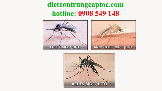 phun thuốc diệt muỗi tại quận 3 giá rẻ